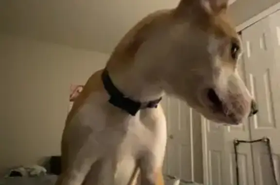 Lost Dog in Clarksville: Heart-Nosed Pup