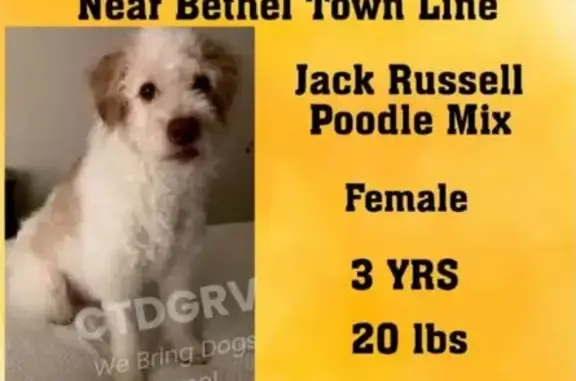Lost Dog: White/Brown Jack Russel Mix