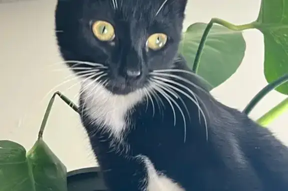 Lost Black & White Cat: Staunton Area