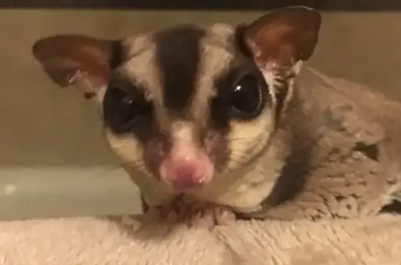 Lost Sugar Glider: Needs Special Care!