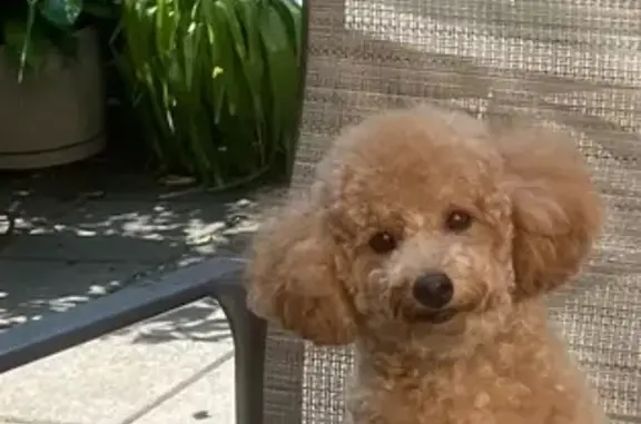 Lost Light Brown Dog Near Bronxdale Ave