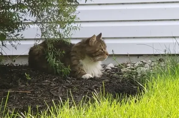 Friendly Long-Haired Tabby Fou...