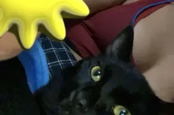 Lost Black Cat with Blue Collar in Westfield