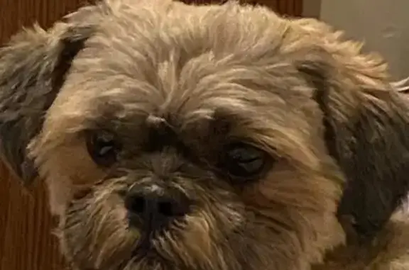 Lost Shih Tzu: Leo, Lion-Like in Detroit!