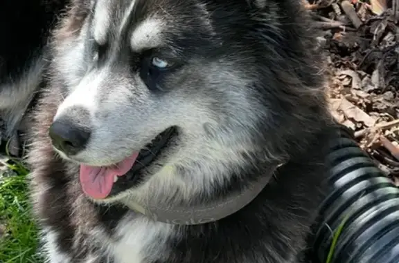 Lost: Sweet Black & White Husky, Kane
