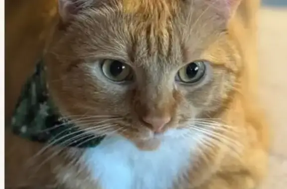 Help Find Milo: Lost Orange Tabby Cat