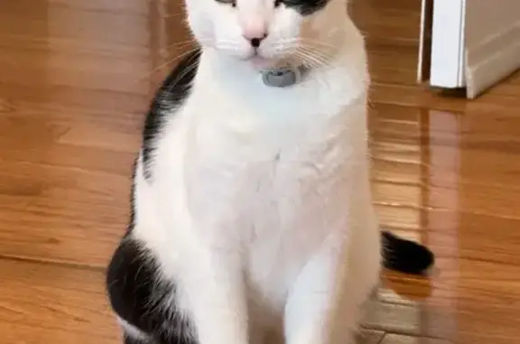 Lost Cat: Black & White, Green Eyes, Levittown