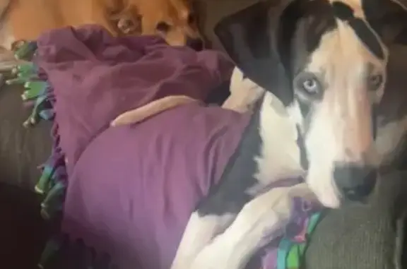 Lost Dogs: Wrigley & Cash in Mio Area