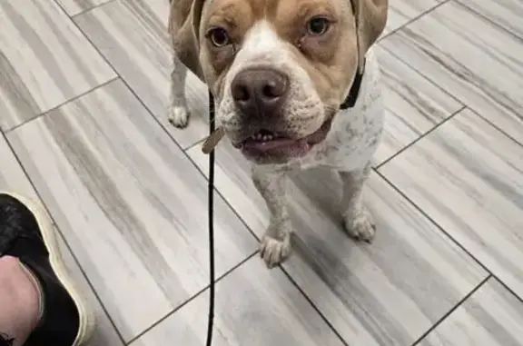 Lost Dog: Unique Markings on Sand St.