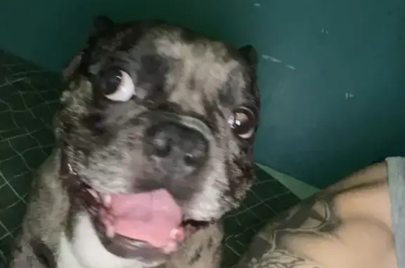 Lost Dog: Black & Gray, Ruby St. 504