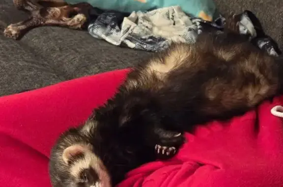 Lost Ferret Named Bruno on Hogback Rd