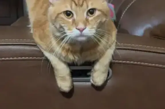 Lost Orange Cat: Chubby & Collarless