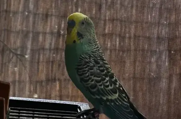 Lost Budgie: Green/Yellow, SE...