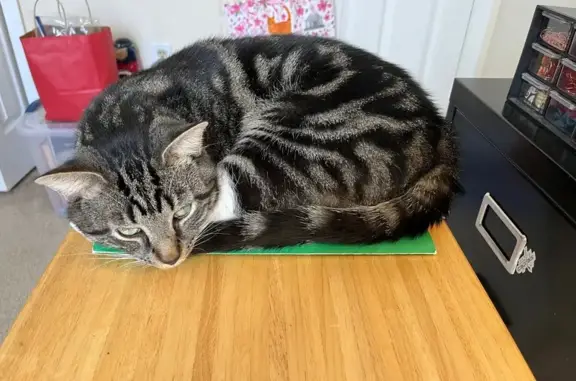 Lost: Seamus, Friendly Tabby in Lewes