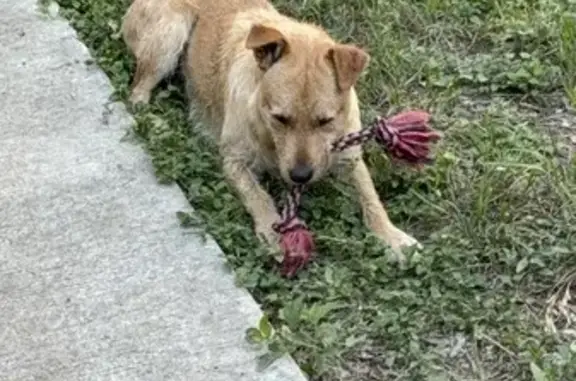 Found: Teddy Bear-Like Dog in San Antonio