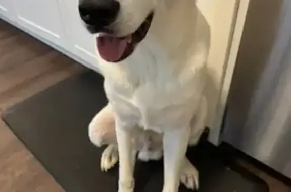 Lost Dog: White Husky Mix in El Paso
