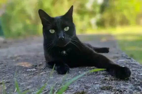 Chat noir perdu, tache blanche, Freistroff - photo