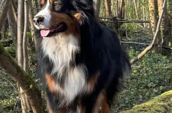 Chien perdu , photo : Chien perdue Poil long, Autheuil-Authouillet