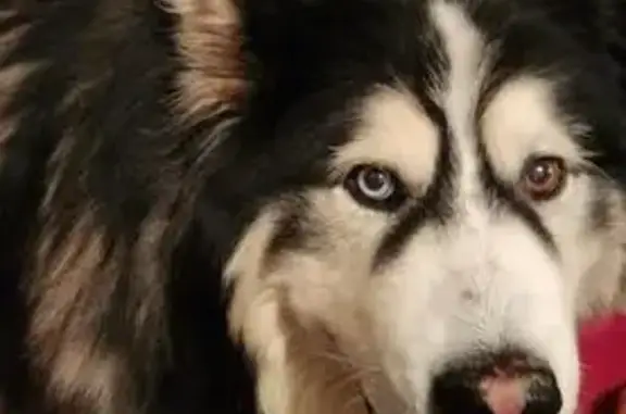 Missing 12yo Husky Koda in Vacaville