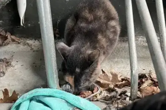 Deux chats errants trouvés à Bordeaux - photo