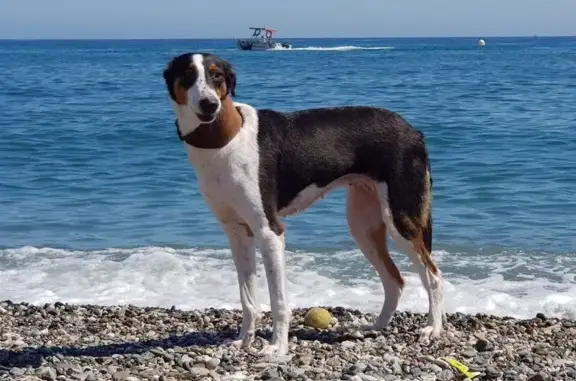 Perra Perdida: Cruce Galgo-Collie en Torre del Mar