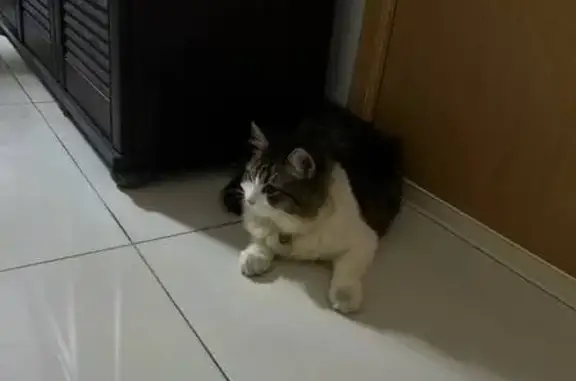 Lost Cat in Tampines Central - Help!