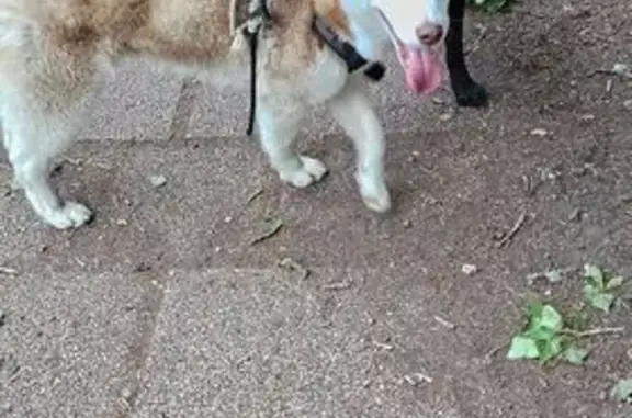 Chien trouvé Strasbourg, photo: Husky roux trouvé Rue des Pontonniers