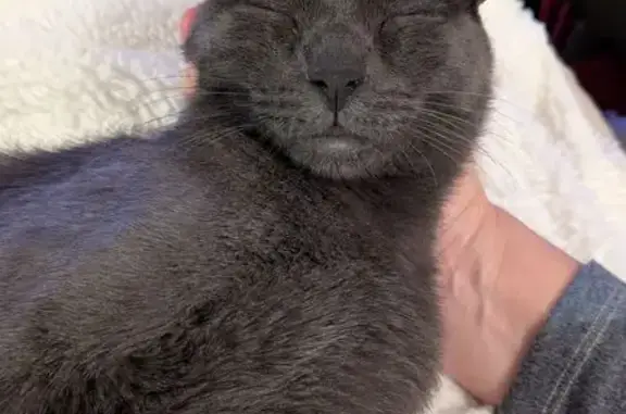 Chatte Gris Foncé Perdue à Marseille - photo