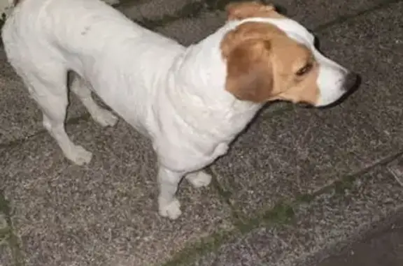 Chien trouvé Quimperlé, photo: Chien blanc crème trouvé Quai Brizeux