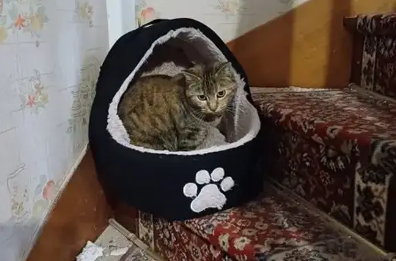 Chat perdu, Issoudun, photo: Chatte tigrée orangée perdue à Issoudun