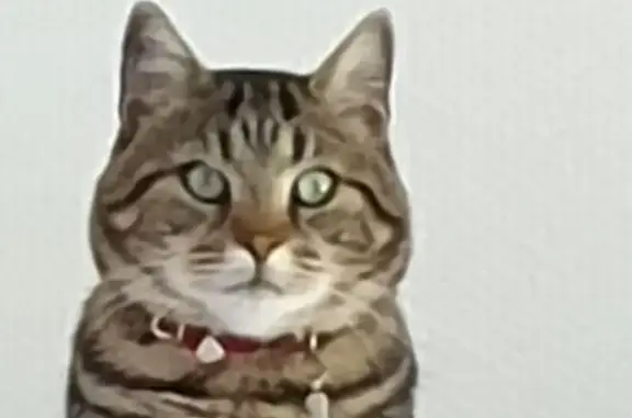 Chat tigré dodu perdu à Bourogne - photo