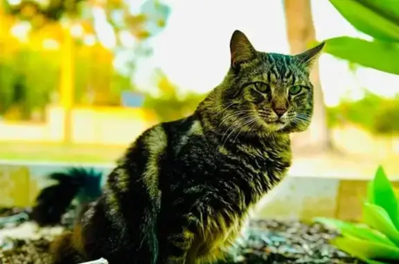 Lost Tabby Buk: Unique Features & Location