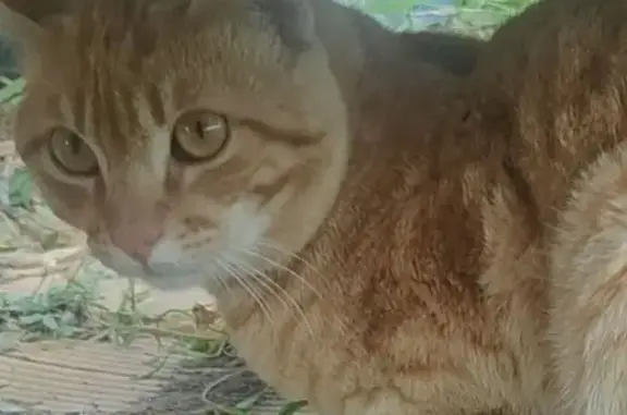 Se Busca: Gato Naranja Herido y Tímido