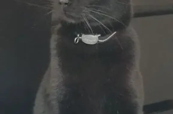 Animaux perdus , photo: Chat perdu : Merlin, noir, mi-long, sociable