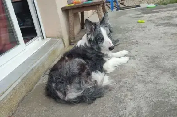 Chien trouvé Béguey, photo: Chien Border Collie mâle trouvé à Béguey