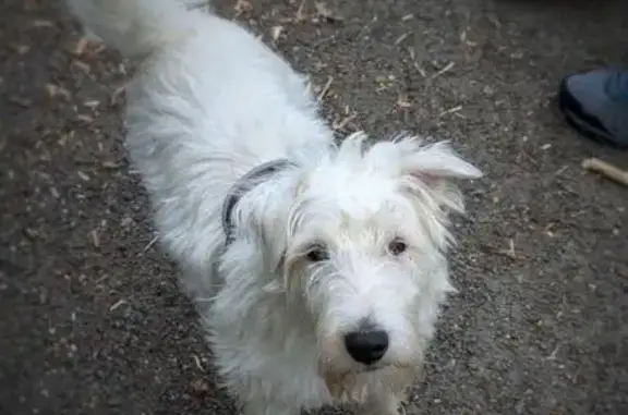 Chien blanc 3 ans perdu à Cesson-Sévigné - photo