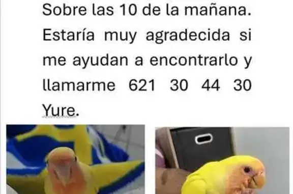 ¡Ave Amarilla Perdida en Palm-Mar, Arona!