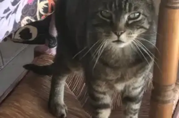 Chat perdu : Merlin, tigré à poil court - photo