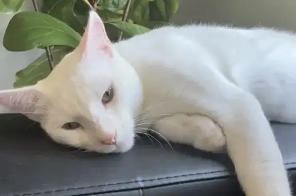 Lost White Cat with Green Eyes in Adelaide