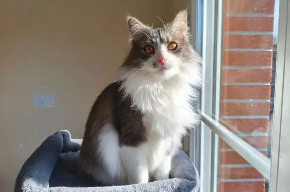 Chat perdu à Armentières, rue Louise Weiss - photo