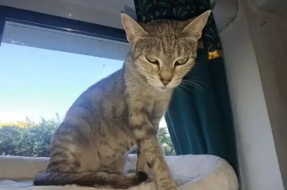 Chatte grise tigrée trouvée à Toulouse - photo