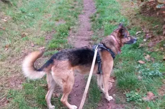 Chien perdu , photo : Chien perdu Elza, croisée berger allemand