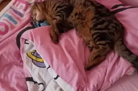 Chat perdu, , photo: Chatte tigrée perdue à Valloire-sur-Cisse