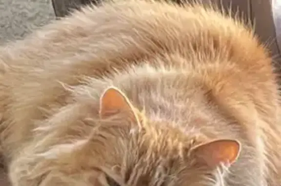 Animaux perdus Toulon, photo: Chat roux perdu à Toulon, tatoué oreille