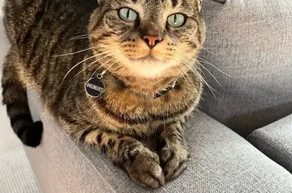 Lost Shy Tabby Cat in Maribyrnong City