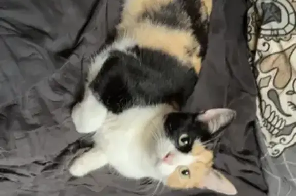 Animaux perdus Moyeuvre-Grande, photo: Chat perdue, 3 ans, rue de Verdun
