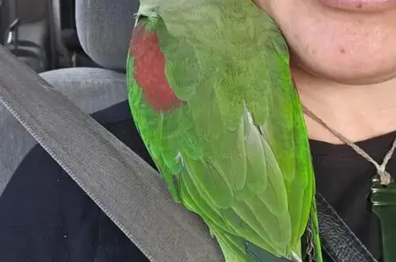 Lost Parrot Omega: Scenic Way, Onkaparinga