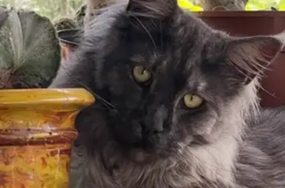 Animaux perdus Valbonne, photo: Chat perdu à Valbonne : Maine Coon noir/blanc