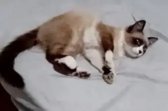 gato encontrada