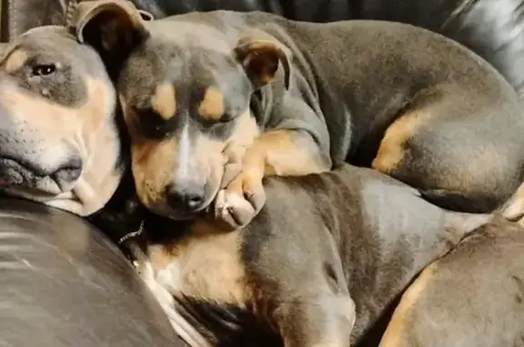 Lost Dog: Brown & Tan on N 16th St, Swansea